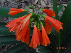 Photo 3 of Clivia spp.