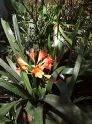 Photo 9 of Clivia spp.