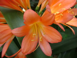 Photo 4 of Clivia spp.