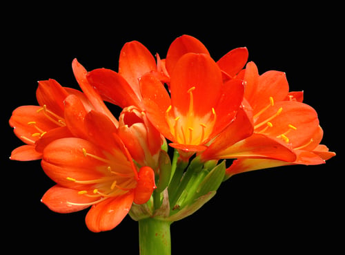 Photo 1 of Clivia spp.