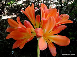 Photo 2 of Clivia spp.