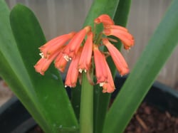 Photo 6 of Clivia spp.