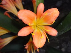 Photo 5 of Clivia spp.