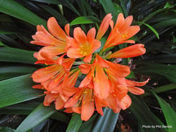 Photo 8 of Clivia spp.