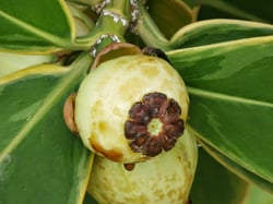 Photo 4 of Clusia major
