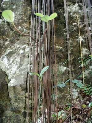 Photo 1 of Clusia major