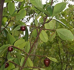 Photo 2 of Clusia major