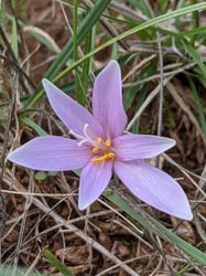 Photo 2 of Colchicum autumnale