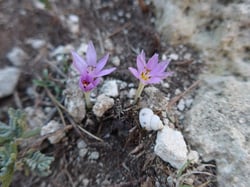 Photo 3 of Colchicum autumnale