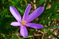 Photo 8 of Colchicum autumnale