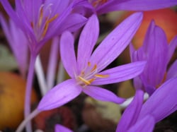 Photo 6 of Colchicum autumnale