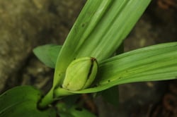 Photo 7 of Colchicum autumnale