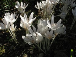 Photo 5 of Colchicum autumnale