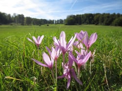 Photo 4 of Colchicum autumnale