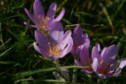 Photo 1 of Colchicum autumnale