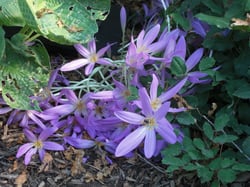 Photo 9 of Colchicum autumnale