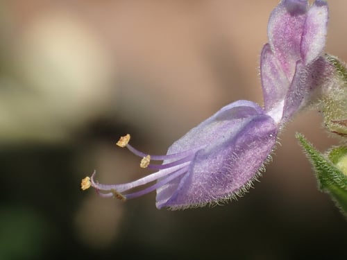 Photo 1 of Coleus amboinicus
