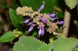 Photo 4 of Coleus amboinicus