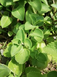 Photo 3 of Coleus amboinicus