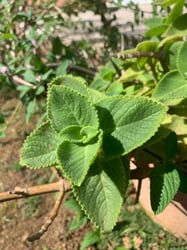 Photo 6 of Coleus amboinicus