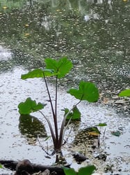 Photo 3 of Colocasia esculenta