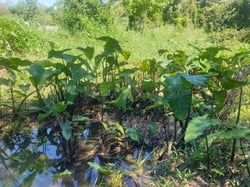 Photo 2 of Colocasia esculenta