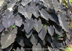 Photo 4 of Colocasia esculenta