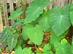 Photo 4 of Colocasia spp.