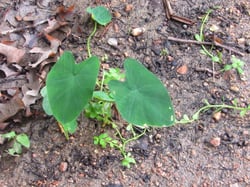 Photo 7 of Colocasia spp.