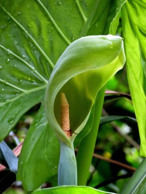 Photo 1 of Colocasia spp.