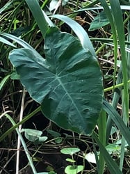 Photo 2 of Colocasia spp.