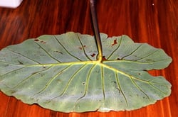 Photo 8 of Colocasia spp.