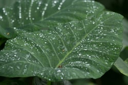 Photo 5 of Colocasia spp.
