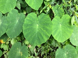 Photo 3 of Colocasia spp.
