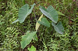 Photo 6 of Colocasia spp.