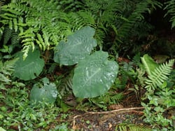 Photo 9 of Colocasia spp.