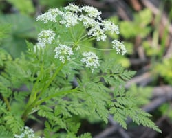 Photo 4 of Conium maculatum