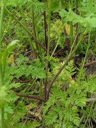 Photo 9 of Conium maculatum