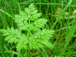 Photo 7 of Conium maculatum