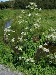 Photo 8 of Conium maculatum