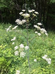 Photo 2 of Conium maculatum