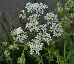 Photo 6 of Conium maculatum
