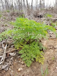Photo 5 of Conium maculatum