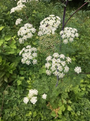 Photo 1 of Conium maculatum