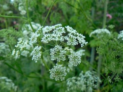Photo 3 of Conium maculatum