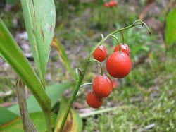 Photo 4 of Convallaria majalis