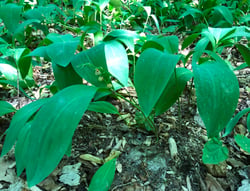Photo 7 of Convallaria majalis