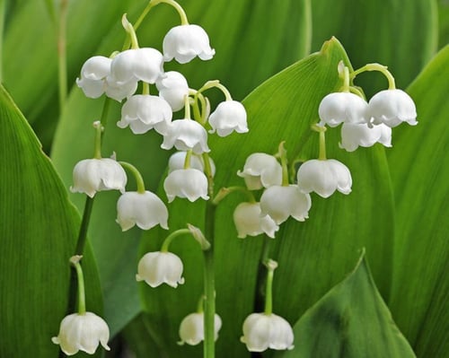 Photo 1 of Convallaria majalis