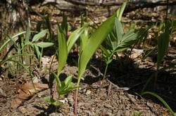 Photo 8 of Convallaria majalis
