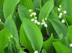 Photo 5 of Convallaria majalis